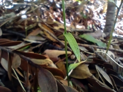 Pterostylis trullifolia