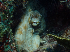 Octopus insularis