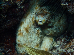 Octopus insularis