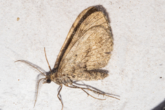 Asaphodes aegrota