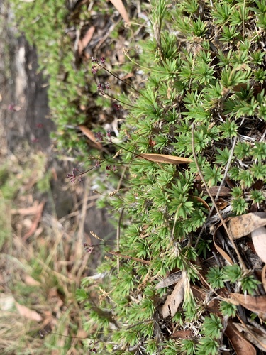 Micraira subulifolia, 2022-12-15