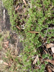 Micraira subulifolia