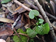 Pterostylis trullifolia