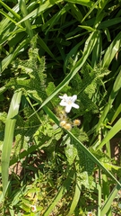 Cnidoscolus albomaculatus