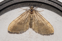 Asaphodes aegrota
