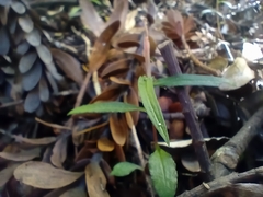 Pterostylis trullifolia