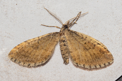 Asaphodes aegrota