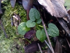Pterostylis trullifolia
