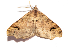 Austrocidaria parora