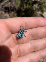 Chrysolopus spectabilis