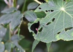 Papilioninae