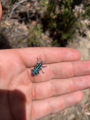 Chrysolopus spectabilis