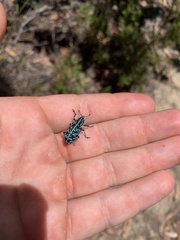 Chrysolopus spectabilis