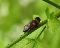 Cercopis intermedia