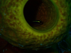 Elacatinus centralis