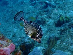 Lactophrys triqueter