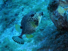 Lactophrys triqueter