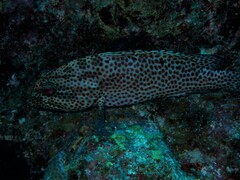 Cephalopholis cruentata