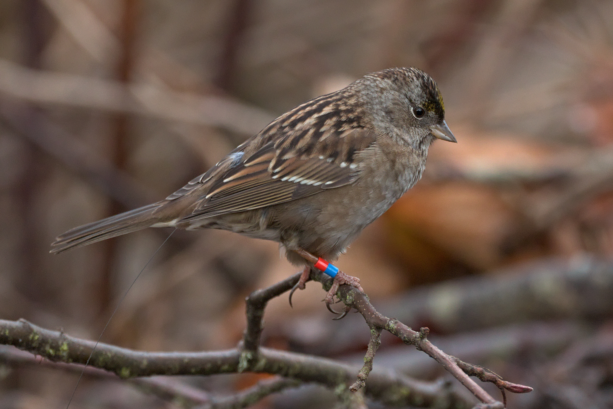 Golden-crowned Sparrow (Zonotrichia atricapilla)