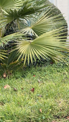 Washingtonia robusta
