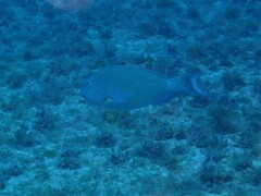 Sparisoma chrysopterum