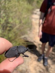 Trigonotarsus calandroides