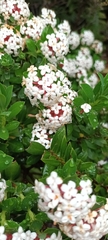 Pimelea gnidia
