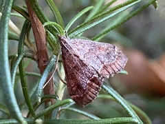 Pyraustinae