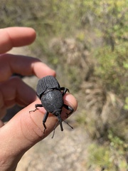 Trigonotarsus calandroides