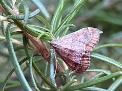 Pyraustinae