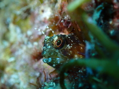 Emblemaria pandionis