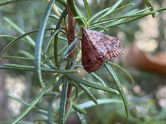 Pyraustinae