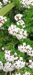 Pimelea gnidia