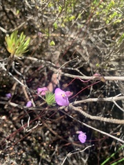 Utricularia uniflora
