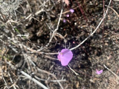 Utricularia uniflora