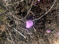 Utricularia uniflora
