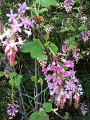 Ribes sanguineum glutinosum