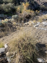 Muhlenbergia rigens