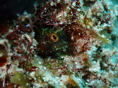 Emblemaria pandionis