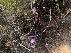 Utricularia uniflora