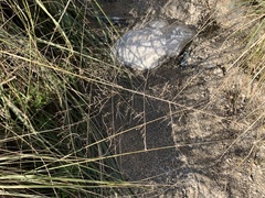 Muhlenbergia rigens