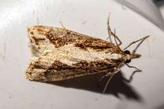 Eudonia steropaea