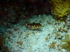 Malacoctenus triangulatus