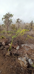 Opuntia galapageia