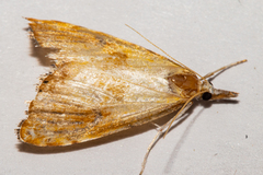 Glaucocharis metallifera