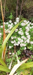 Pimelea gnidia