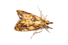 Glaucocharis selenaea