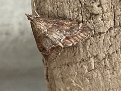 Pyraustinae