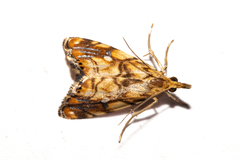 Glaucocharis selenaea