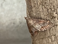 Pyraustinae